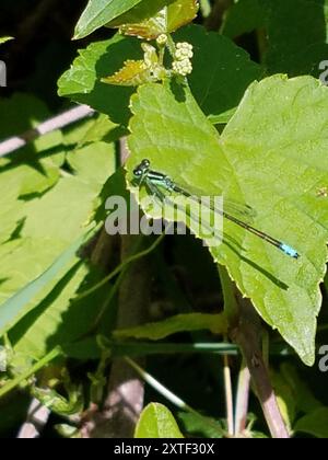 Östlicher Gabelschwanz (Ischnura verticalis) Insecta Stockfoto