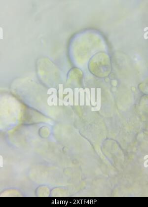 (Resinomycena rhododendri) Pilze Stockfoto