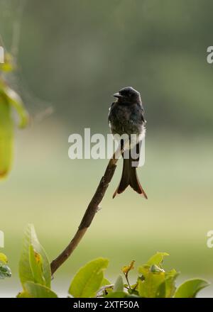 Weißbauchiger Drongo Dicrurus caerulescens Vogel, der auf dem indischen Subkontinent vorkommt, Familie Dicruridae, insektenfressender und hauptsächlich schwarzer mit einem Weißen Stockfoto