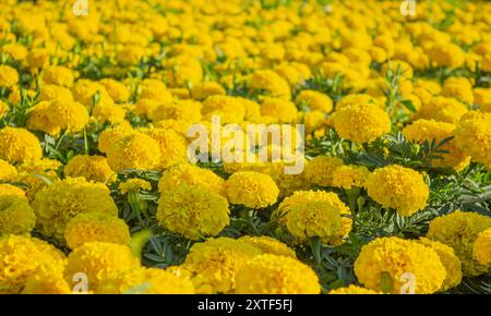 Blühende gelbe Blume von Ringelblumen, Hintergrund. Gelbe Blume von Ringelblumen im Garten, Nahaufnahme, Hintergrund. Mexikanische Ringelblumen, Tagetes erecta, Stockfoto