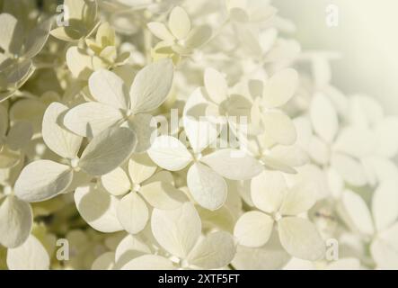 Nahaufnahme Weiße Hortensie Blüte im Morgengarten. Weiße Hortensie paniculata Blüten mit Kopierraum Hintergrund. Idee für Postkarten, Grüße Stockfoto