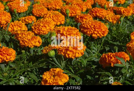 Cempasuchil Blumenfeld. Mexikanische Orange Cempasuchil Blume traditionell in den Altären von Mexiko am Tag des Todes verwendet. Stockfoto
