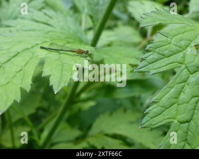 Östlicher Gabelschwanz (Ischnura verticalis) Insecta Stockfoto