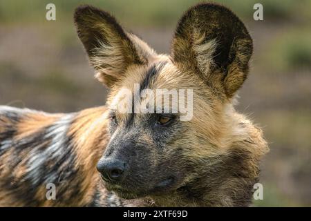 Afrikanische Jagdhund Stockfoto