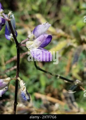 Lupine (Lupinus latifolius) Plantae Stockfoto
