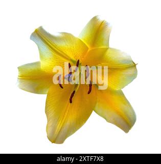 Einzelner gelber Lilienblütenkopf isoliert auf weiß. Lilium longiflorum, eine Osterlilie. Entwurfsobjekt mit Begrenzungsmaske. Stockfoto
