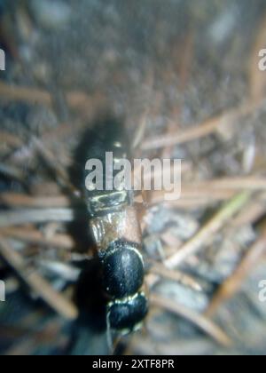 (Staphylinus caesareus) Insecta Stockfoto