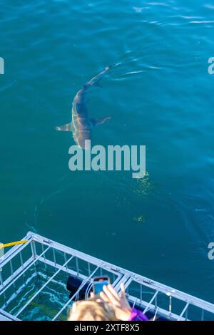 Sie locken Kupferhaie/Bronze-Walhaie (Carcharhinus brachyurus) an einem wunderschönen Wintermorgen in der False Bay in der Nähe von Simon's Town Harbor, Südafrika. Stockfoto