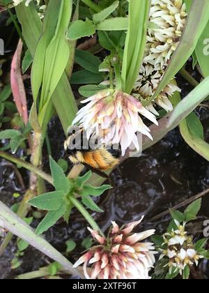 Zweiförmiger Hummelbienenkomplex (Bombus bifarius) Insecta Stockfoto