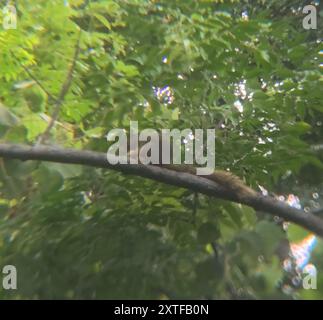 Pallas Eichhörnchen (Callosciurus erythraeus) Mammalia Stockfoto