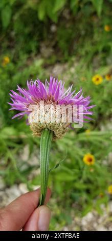 Amerikanische Körbchenblume (Plectocephalus americanus) Plantae Stockfoto