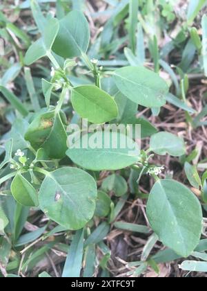 Grassleaf Spurge (Euphorbia graminea) Plantae Stockfoto