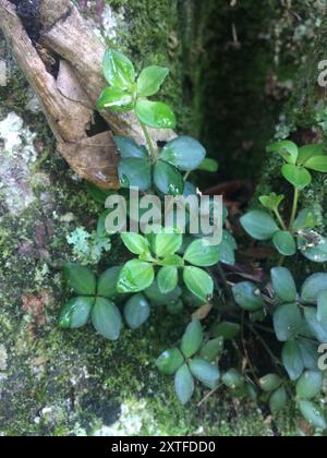 acorn peperomia (Peperomia tetraphylla) Plantae Stockfoto