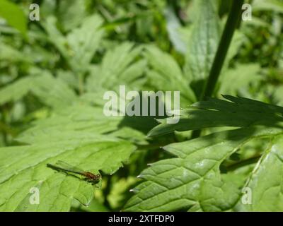 Östlicher Gabelschwanz (Ischnura verticalis) Insecta Stockfoto