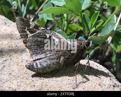 Yucca Giant-Skipper (Megathymus yuccae) Insecta Stockfoto