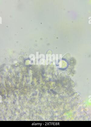 (Resinomycena rhododendri) Pilze Stockfoto