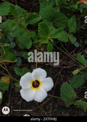 Kubanische Butterblume (Turnera subulata) Plantae Stockfoto