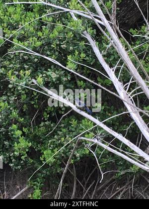 Island Scrub-Jay (Aphelocoma insularis) Aves Stockfoto