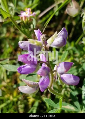 Lupine (Lupinus latifolius) Plantae Stockfoto