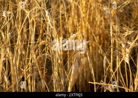 Weizenfeld im Sommer mit trockenen und unterentwickelten Ohren aufgrund von Dürre. Klimawandel und ökologisches Konzept Stockfoto