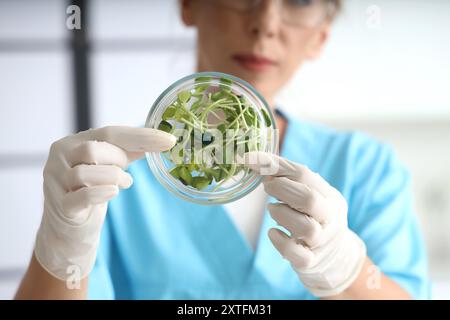 Wissenschaftlerin mit Petrischale von Sonnenblumensprossen im Labor, Nahaufnahme Stockfoto