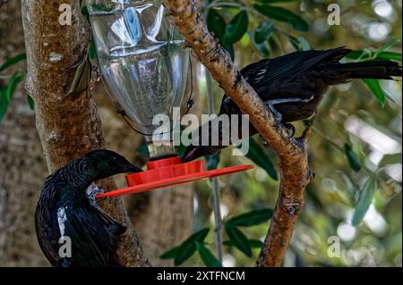 Ein ausgewachsener tui und seine Jungküken ernähren sich von einem Zucker- oder Nektarfutter im Garten. Das Mädchen ist auf dem Ast, der Erwachsene hängt ab. Stockfoto