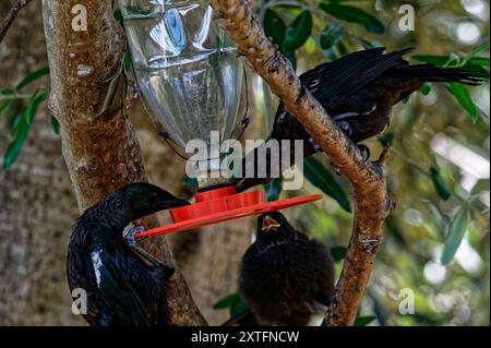 Eine Familie von Tuis, ein einheimischer neuseeländischer Vogel, befindet sich in einem Nektarfutter. Der Elternvogel hängt vom Feeder. Ein junges Küken ist auf einem Ast. Stockfoto