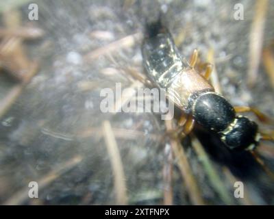 (Staphylinus caesareus) Insecta Stockfoto