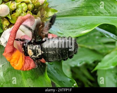 Breithändige Zimmermannsbiene (Xylocopa latipes) Insecta Stockfoto