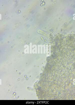 (Resinomycena rhododendri) Pilze Stockfoto