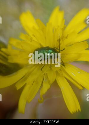 (Cryptocephalus sericeus) Insecta Stockfoto