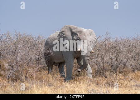 Ein einzelner afrikanischer Elefant (Loxodonta africana), der durch das Unterholz der namibischen Savanne wandert Stockfoto