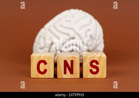 Holzblöcke, die mit ZNS markiert sind, stehen vor einem detaillierten Hirnmodell, das die komplizierten Funktionen des zentralen Nervensystems symbolisiert. Stockfoto