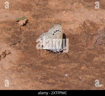 Reakirt's Blue (Echinargus isola) Insecta Stockfoto