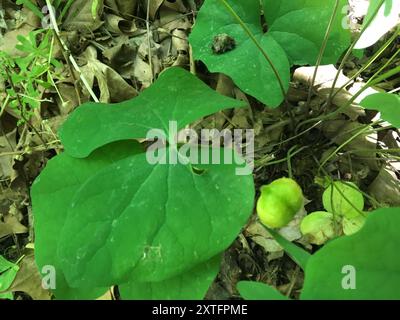 Twinleaf (Jeffersonia diphylla) Plantae Stockfoto