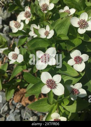 Westliche Bunchberry (Cornus unalaschkensis) Plantae Stockfoto