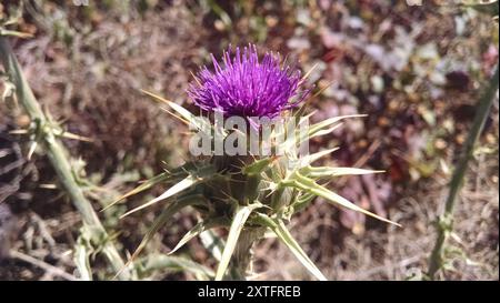 Mariendistel (Silybum marianum) Plantae Stockfoto