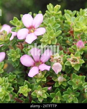 Kalksteinporzellan (Acmadenia heterophylla) Plantae Stockfoto