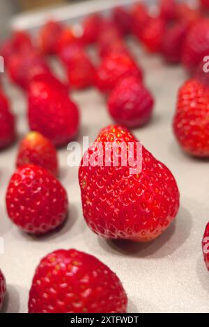 Großaufnahme eines ganzen Gartens Erdbeere (Fragaria) - Beeren einzeln auf einem Backblech, bereit zum Einfrieren - essbares Obst. Stockfoto