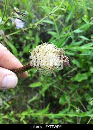 Amerikanische Körbchenblume (Plectocephalus americanus) Plantae Stockfoto