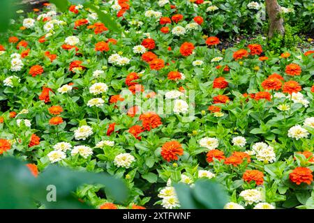 Ein lebhaftes Blumenbeet mit einer Mischung aus orangen und weißen Zinnienblüten in voller Blüte, umgeben von üppig grünem Laub. Stockfoto
