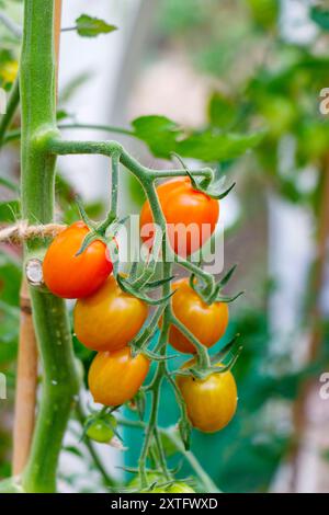 Eine Gruppe reifer roter und gelber Kirschtomaten hängt an einer Weinrebe in einem Garten, umgeben von grünen Blättern und Bambusstützen. Stockfoto
