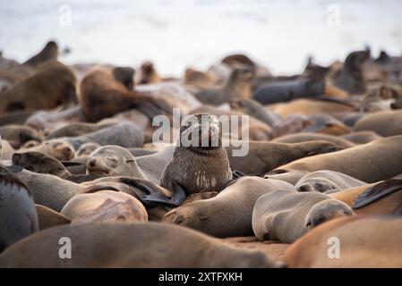 Einzelne kappelzrobbe (Arctocephalus pusillus) mit Blick auf die Kamera in der Mitte einer großen Robbenkolonie am Cape Cross, Namibia. Stockfoto