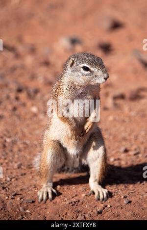 Nahporträt eines Damara-Bodenhörnchens (Xerus princeps). Fotografiert in Namibia. Stockfoto