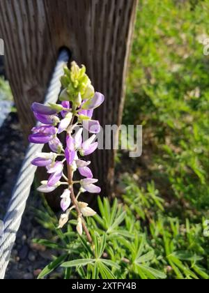 Lupine (Lupinus latifolius) Plantae Stockfoto