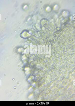 (Resinomycena rhododendri) Pilze Stockfoto