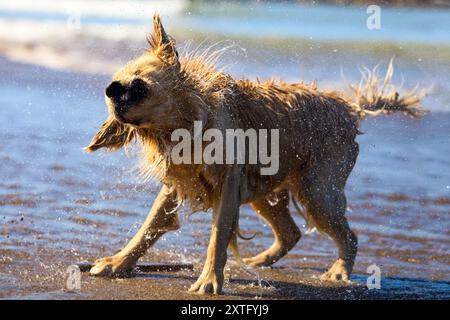 golden Retriever schüttelt Wasser in der Sonne am Meer Stockfoto