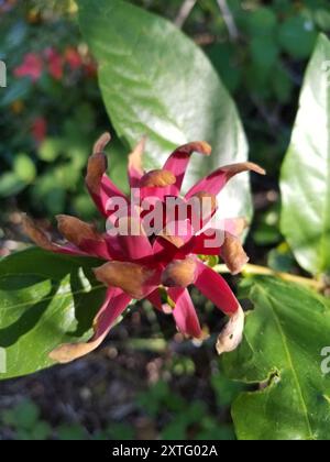 Kalifornische Süßstrauch (Calycanthus occidentalis) Plantae Stockfoto