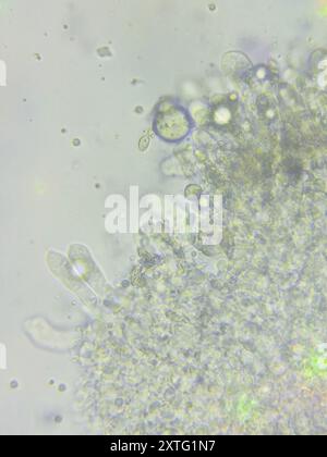 (Resinomycena rhododendri) Pilze Stockfoto