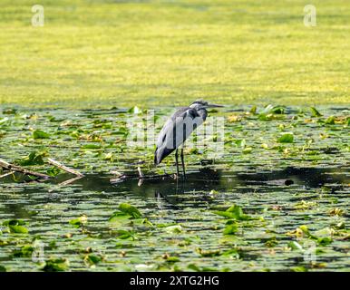 Baldeneysee, Ruhrstausee, Graureiher sitzt auf Seerosen Blättern, im Naturschutzgebiet Heisinger Bogen, Essen, NRW, Deutschland, Baldeneysee *** Baldeneysee, Ruhrsee, grauer Reiher auf Seerosenblättern, im Naturpark Heisinger Bogen, Essen, NRW, Deutschland, Baldeneysee Stockfoto